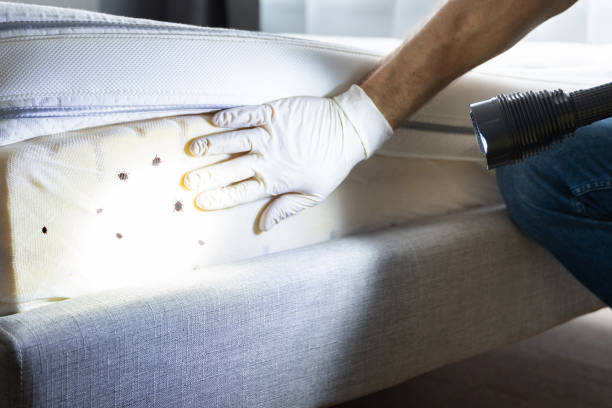Best Insect Control  in Fruitland, MD